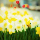 "Ampel"Blumen in Frankfurt