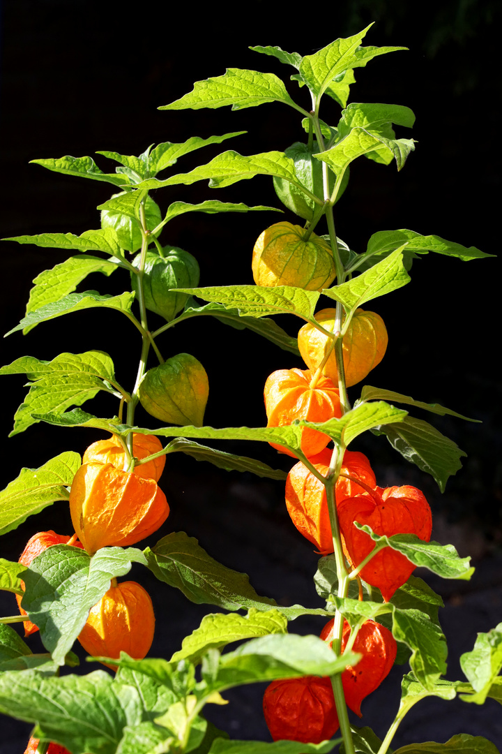 Ampelfarben bei den Lampionblumen 2 - traffic light colors at the chinese lanterns 2