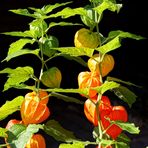 Ampelfarben bei den Lampionblumen 2 - traffic light colors at the chinese lanterns 2