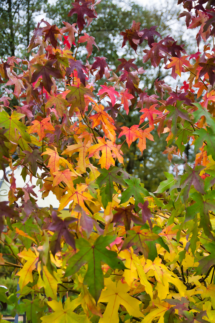 Ampelfarben im Herbst