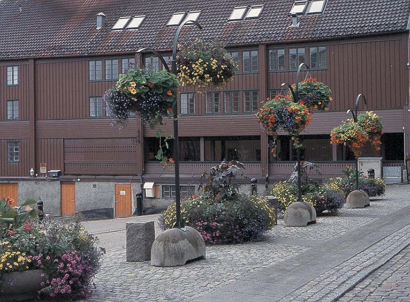 Ampelpflanzen in Trondheim