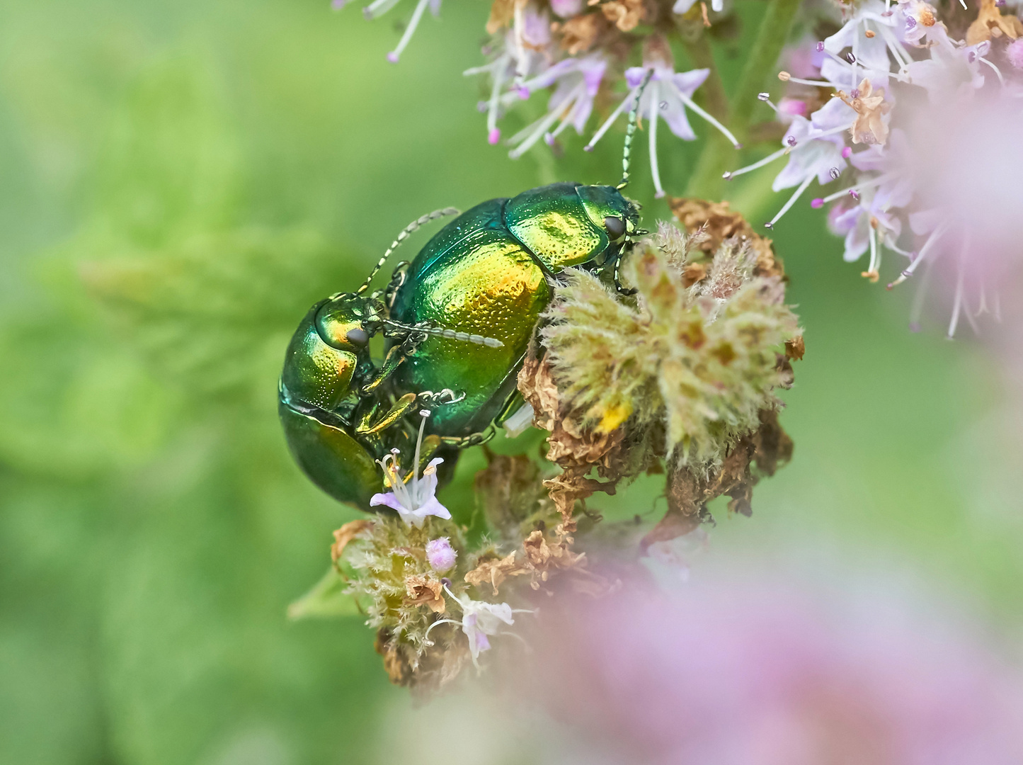 Ampfer Blattkäferpärchen