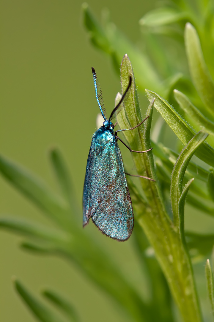 Ampfer Grünwidderchen 1/11