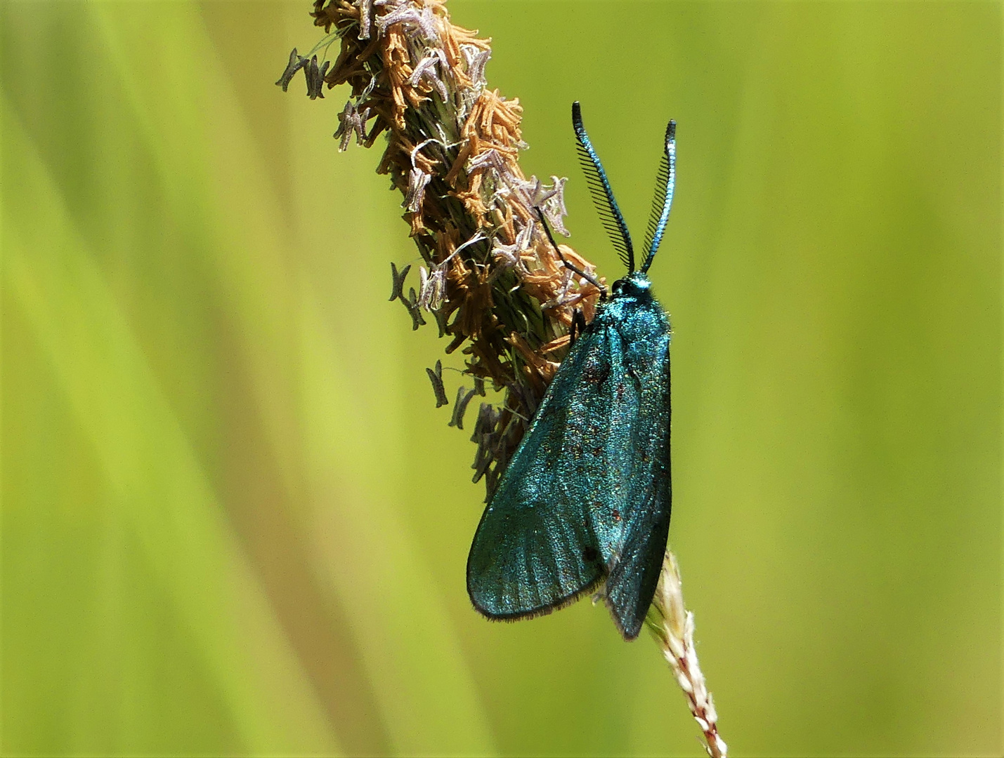 Ampfer Grünwidderchen