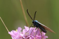 Ampfer-Grünwidderchen