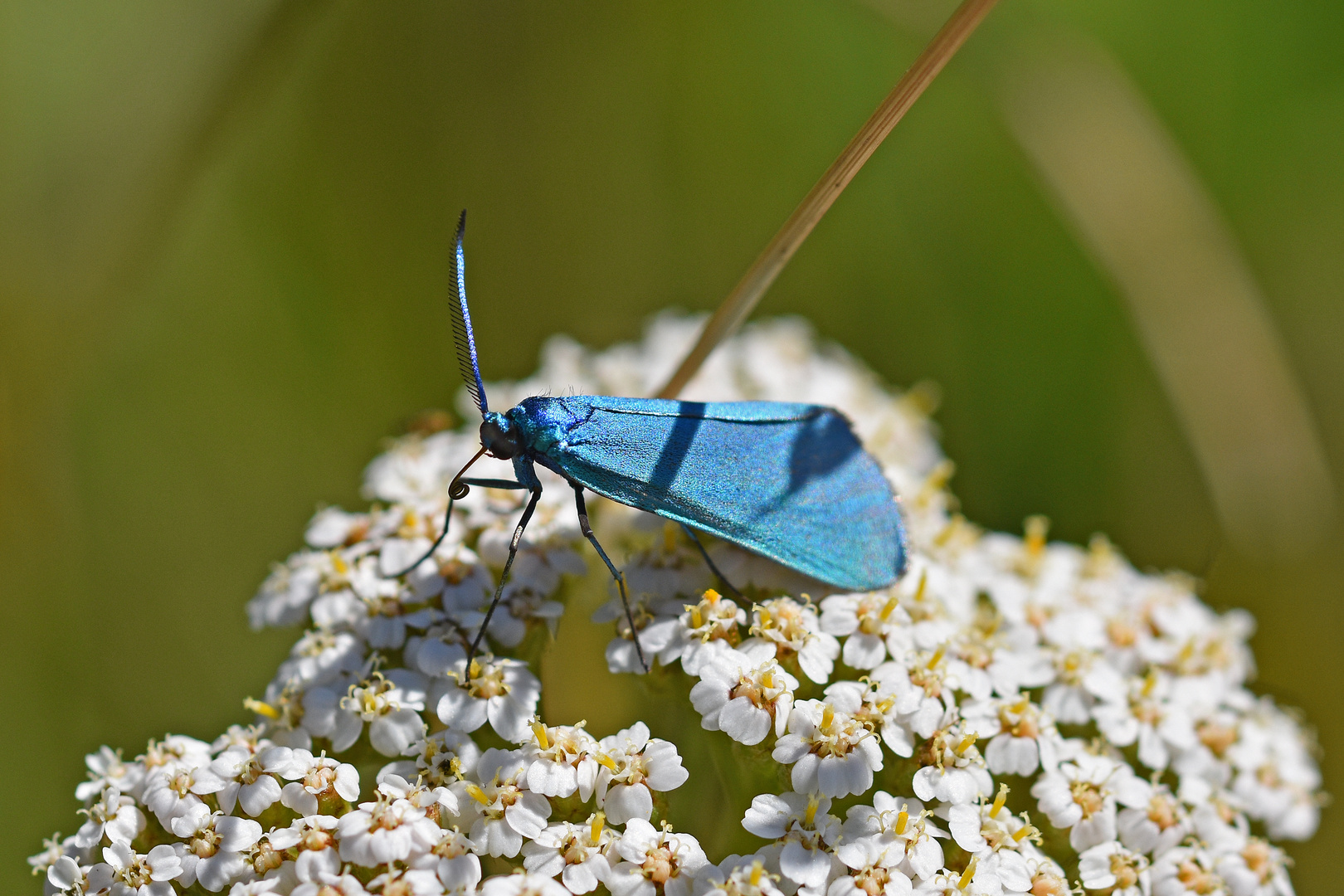 Ampfer-Grünwidderchen ...