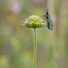 Ampfer-Grünwidderchen