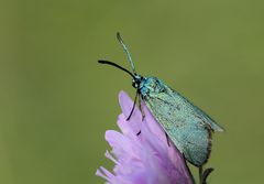 Ampfer-Grünwidderchen (Adscita statices)