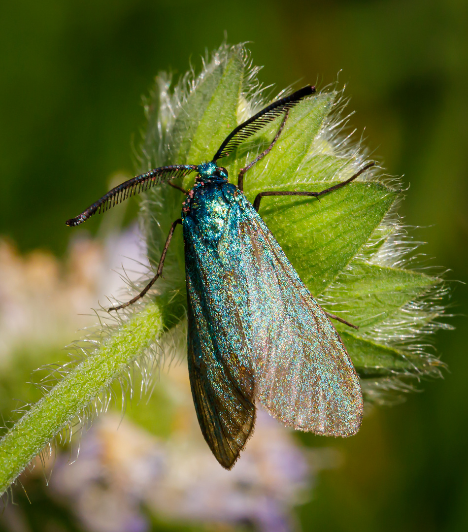 Ampfer-Grünwidderchen (Adscita statices)