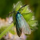 Ampfer-Grünwidderchen (Adscita statices)