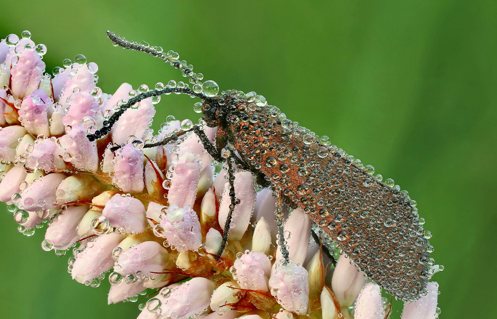 Ampfer-Grünwidderchen (Adscita statices)