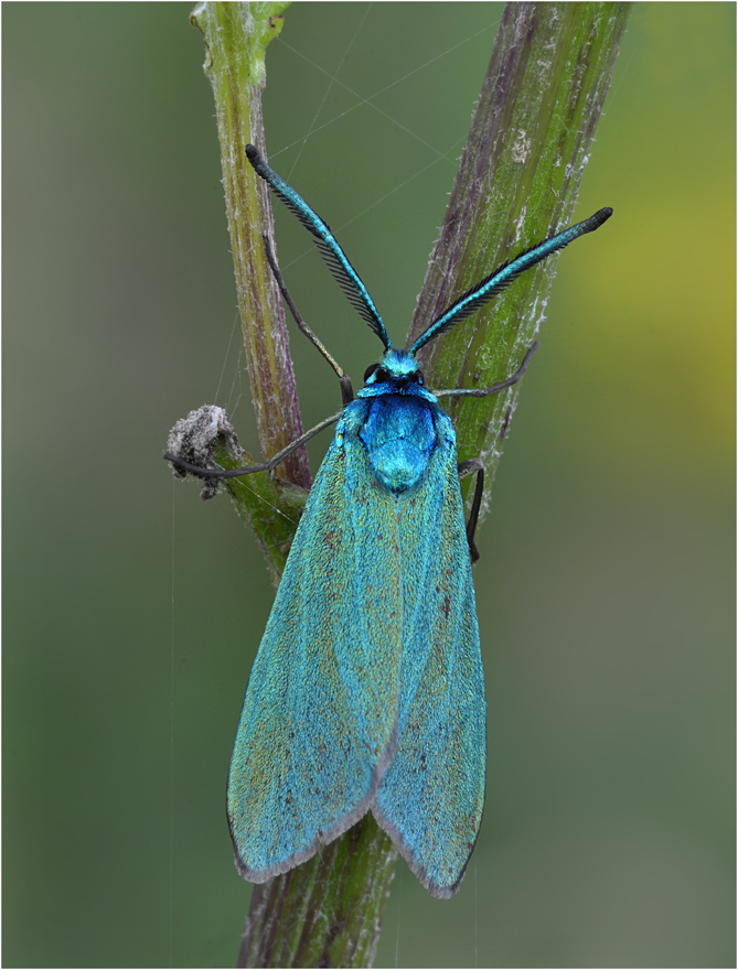 Ampfer-Grünwidderchen (Adscita statices)