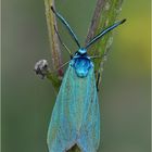 Ampfer-Grünwidderchen (Adscita statices)