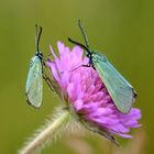 Ampfer-Grünwidderchen - Adscita statices