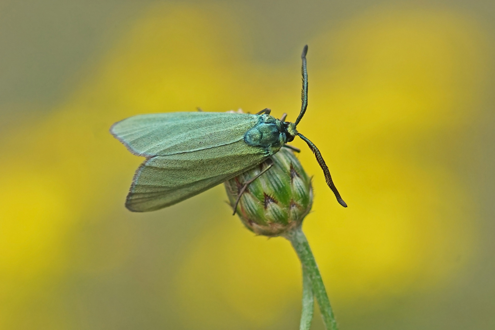 Ampfer-Grünwidderchen (Adscita statices)