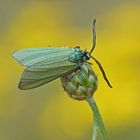 Ampfer-Grünwidderchen (Adscita statices)