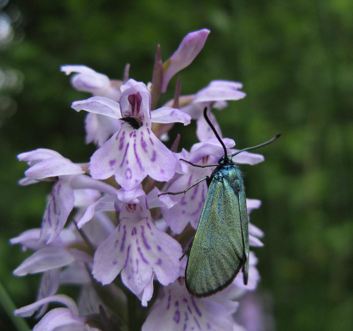 Ampfer-Grünwidderchen (Adscita statices) an Fuchs Fingerwurz ( Dactylorhiza fuchsii )