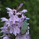 Ampfer-Grünwidderchen (Adscita statices) an Fuchs Fingerwurz ( Dactylorhiza fuchsii )