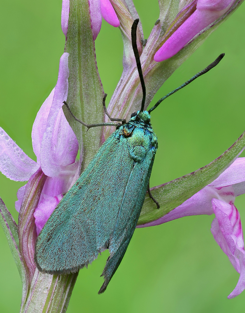 Ampfer-Grünwidderchen (Adscita statices) an Fuchs' Knabenkraut (Dactylorhiza fuchsii)