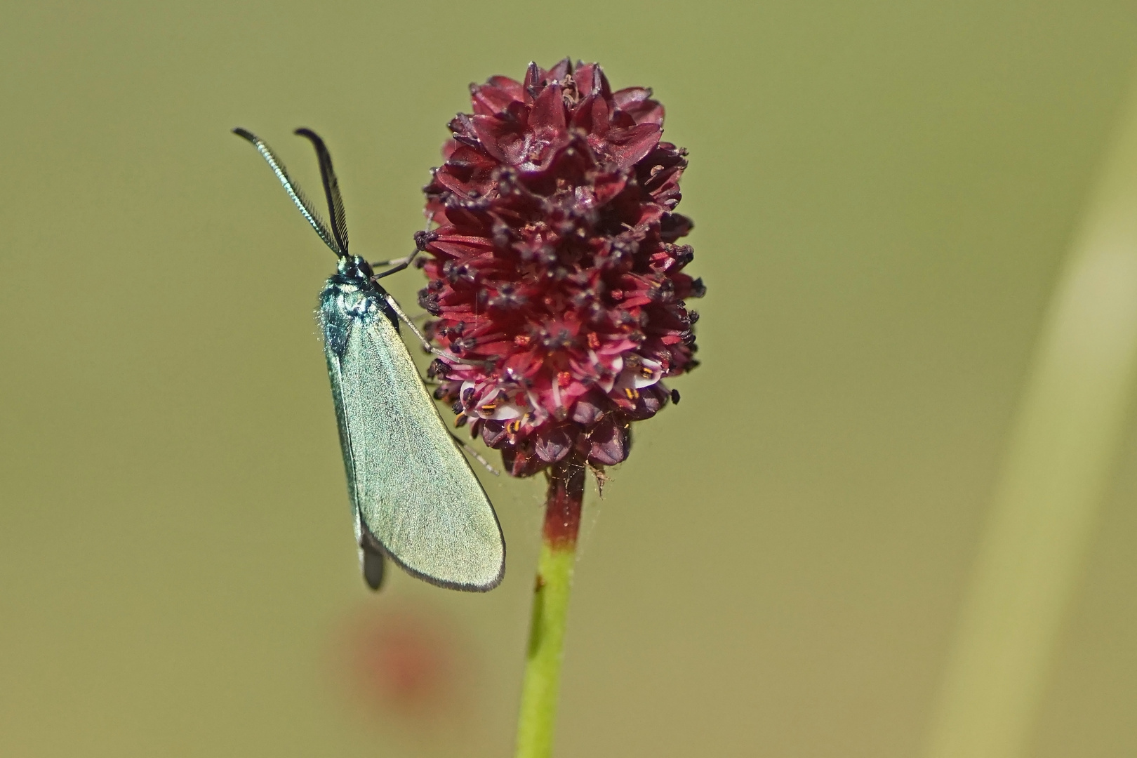 Ampfer-Grünwidderchen (Adscita statices) an Großen Wiesenknopf