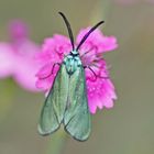 Ampfer-Grünwidderchen (Adscita statices) auf Heidenelke