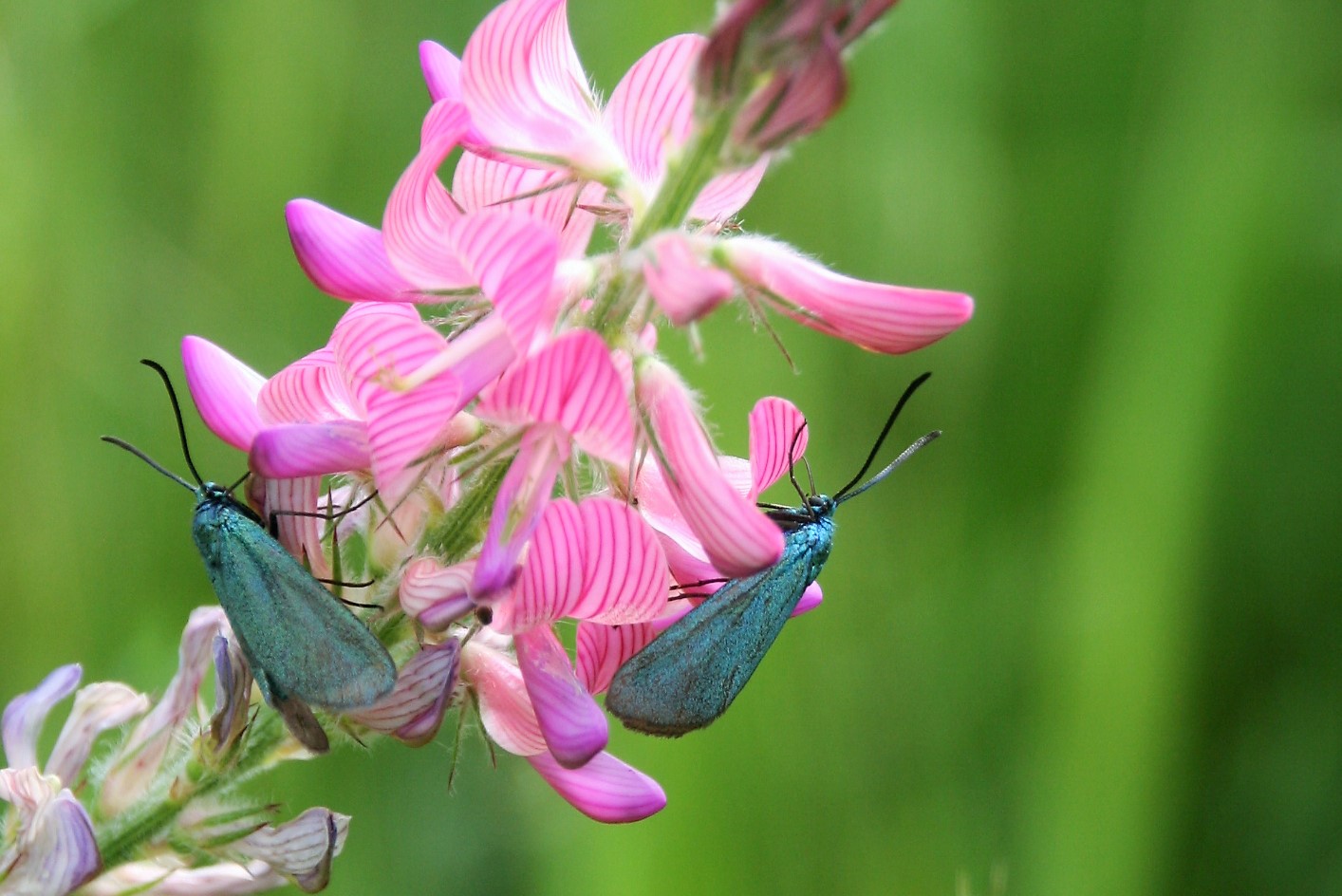 Ampfer-Grünwidderchen (Adscita statices) auf rosa Wald-Wicke (Vicia sylvatica)