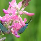 Ampfer-Grünwidderchen (Adscita statices) auf rosa Wald-Wicke (Vicia sylvatica)