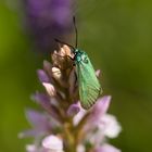 Ampfer Grünwidderchen ( Adscita statices )