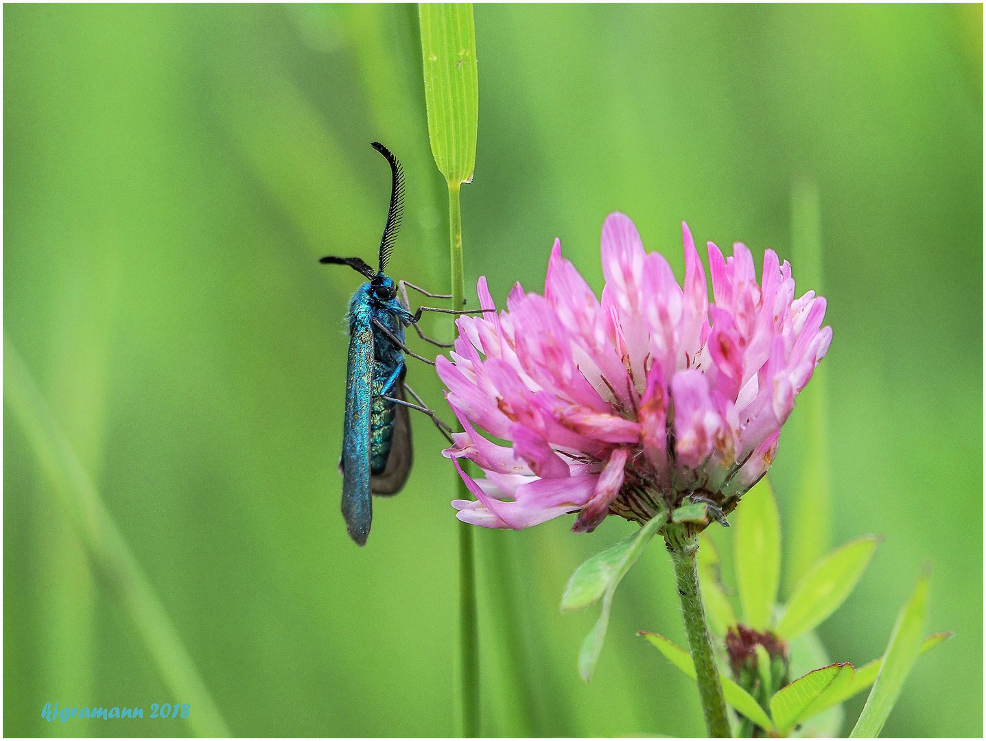 ampfer-grünwidderchen (adscita statices) .......