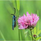 ampfer-grünwidderchen (adscita statices) .......