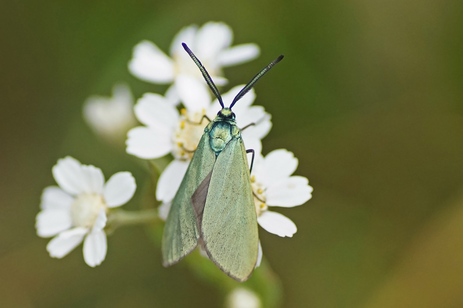 Ampfer-Grünwidderchen (Adscita statices)