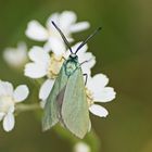 Ampfer-Grünwidderchen (Adscita statices)