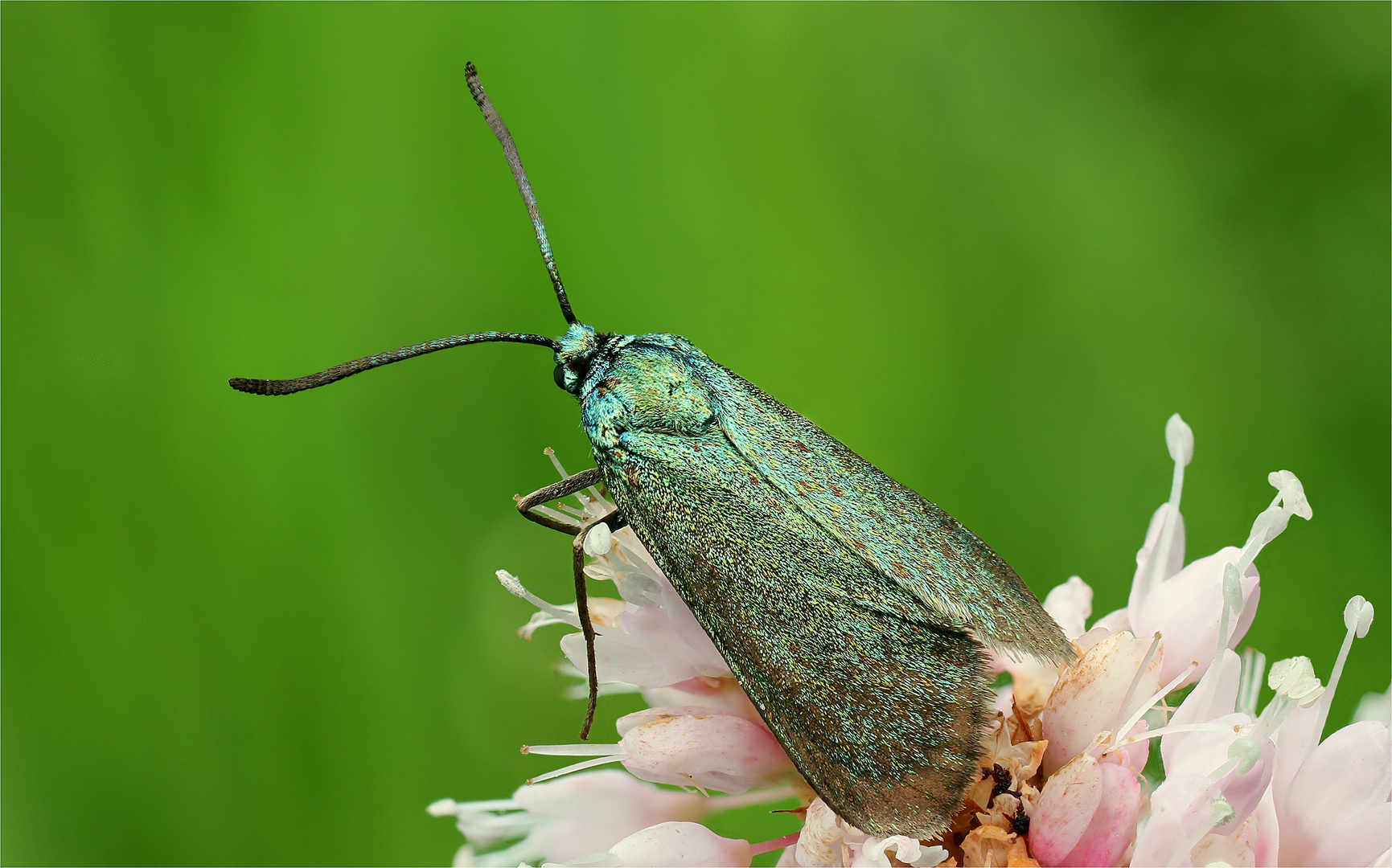 Ampfer-Grünwidderchen (Adscita statices)