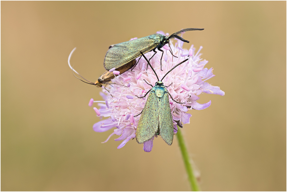 Ampfer-Grünwidderchen (Adscita statices) I/15