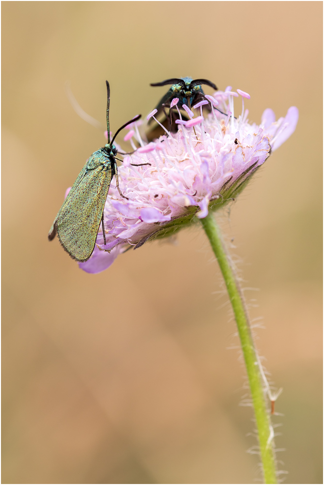 Ampfer-Grünwidderchen (Adscita statices) II/15