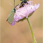 Ampfer-Grünwidderchen (Adscita statices) II/15