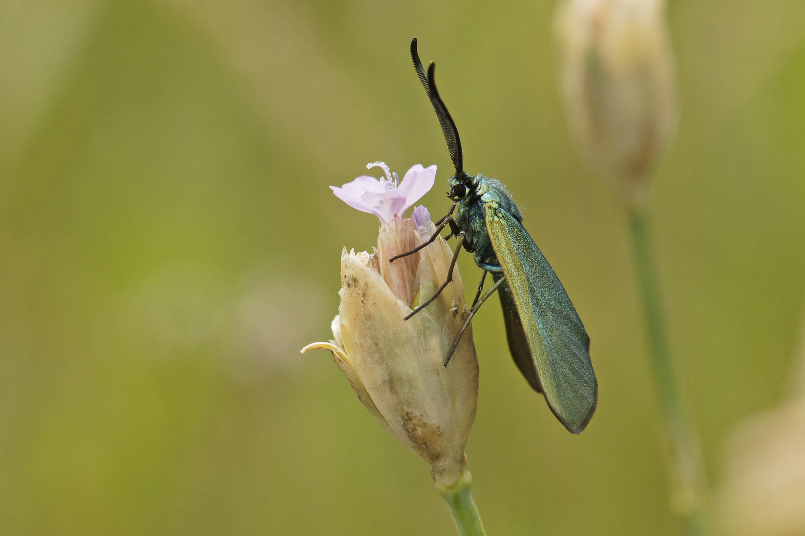 Ampfer-Grünwidderchen (Adscita statices), Männchen