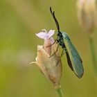 Ampfer-Grünwidderchen (Adscita statices), Männchen