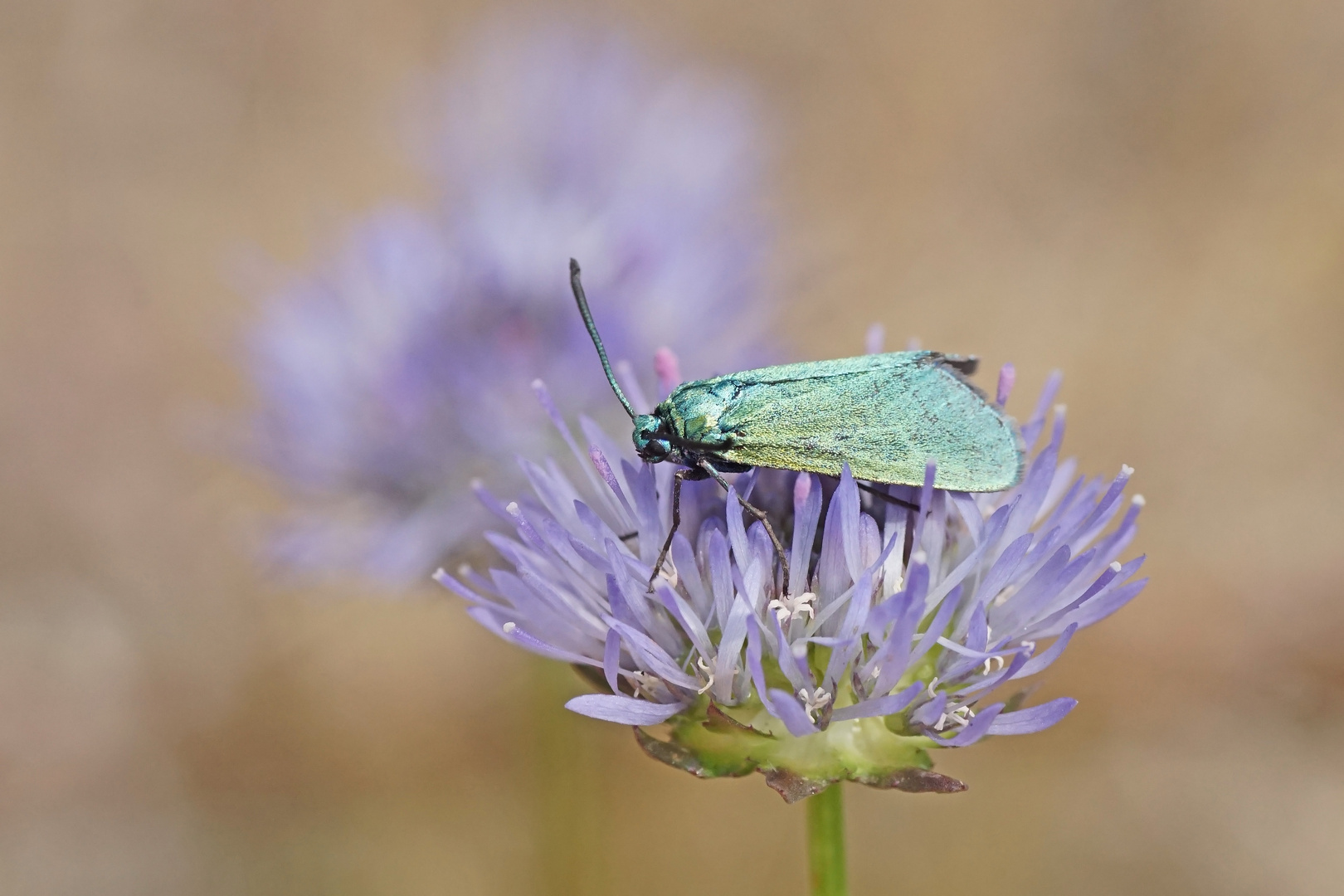 Ampfer-Grünwidderchen (Adscita statices), Weibchen