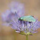 Ampfer-Grünwidderchen (Adscita statices), Weibchen