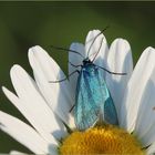 Ampfer-Grünwidderchen (Adscita statices) - Weibchen.