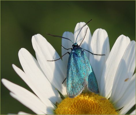 Ampfer-Grünwidderchen (Adscita statices) - Weibchen.