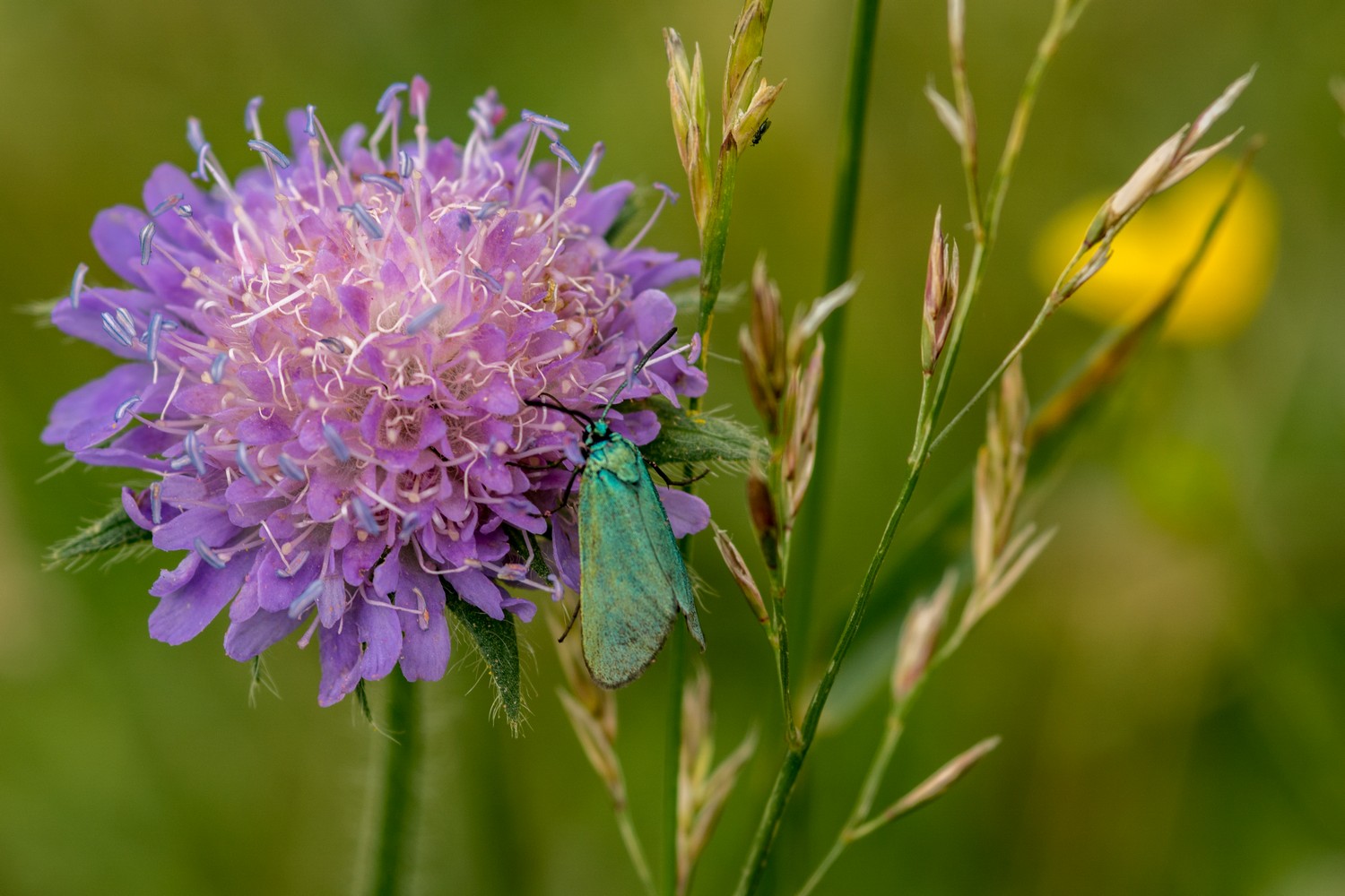 Ampfer Grünwidderchen auf Skabioseblüte