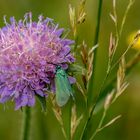 Ampfer Grünwidderchen auf Skabioseblüte