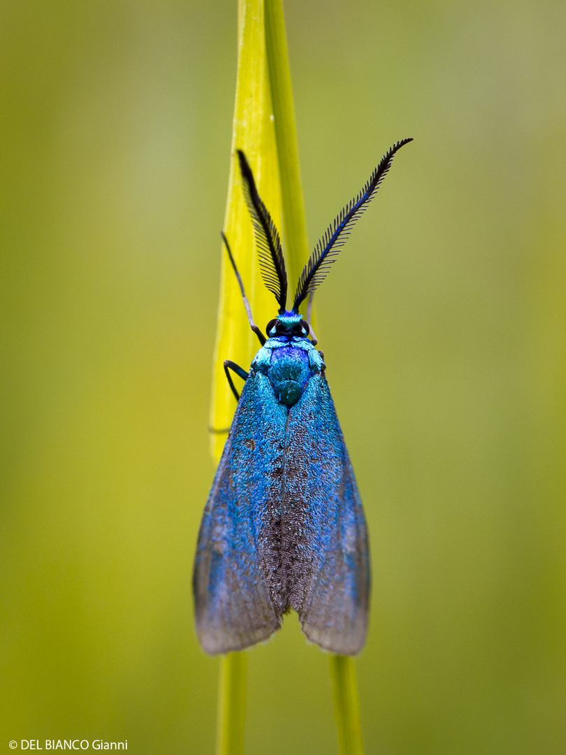 Ampfer-Grünwidderchen