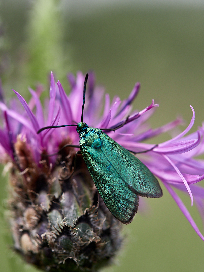 Ampfer Grünwidderchen