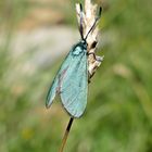 Ampfer-Grünwidderchen beim Sonnenbaden