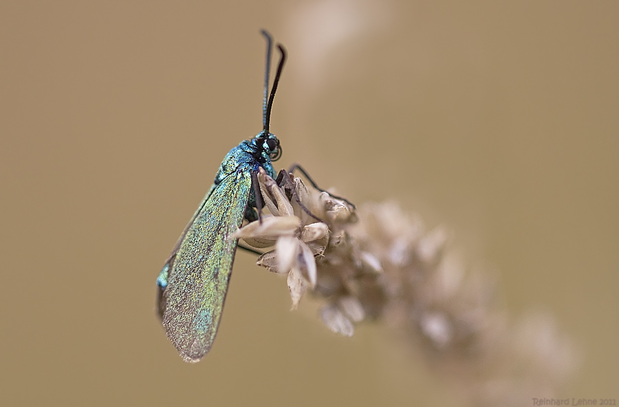 Ampfer-Grünwidderchen