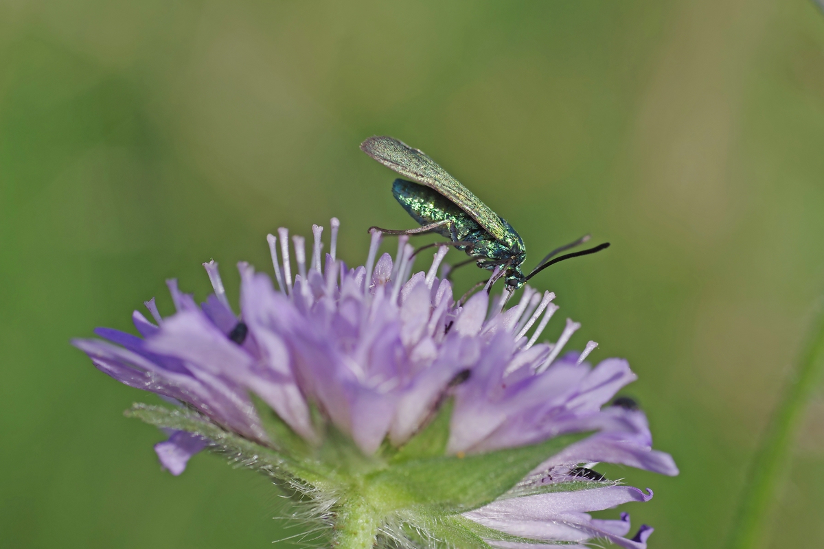 Ampfer Grünwidderchen