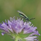 Ampfer Grünwidderchen